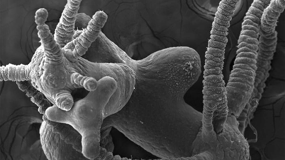 Кракен наркомагазин